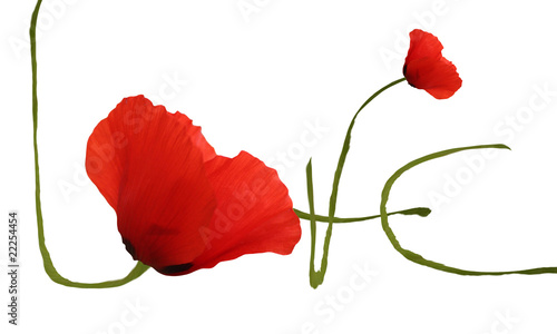 Fototapeta Naklejka Na Ścianę i Meble -  Coquelicots Love