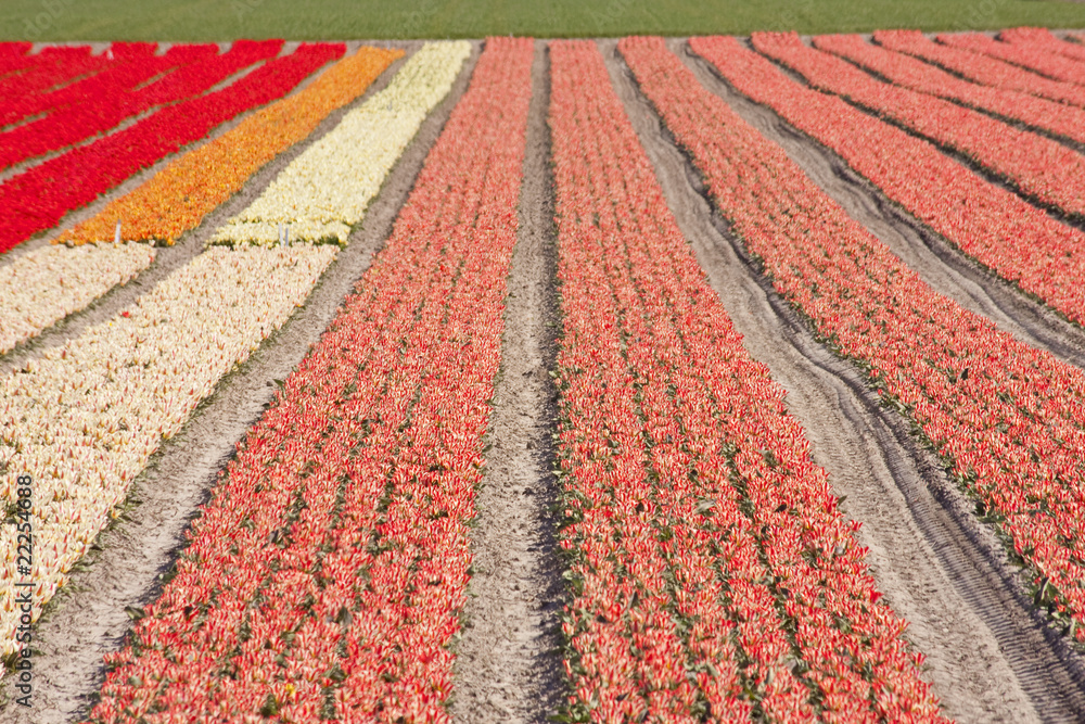 Fototapeta premium Dutch bulb fields with tulips