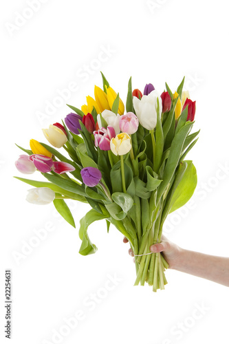 Hand holding bouquet of colorful Dutch tulips