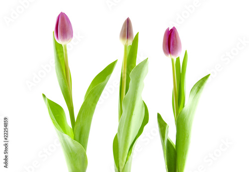 Three Dutch tulips over white background