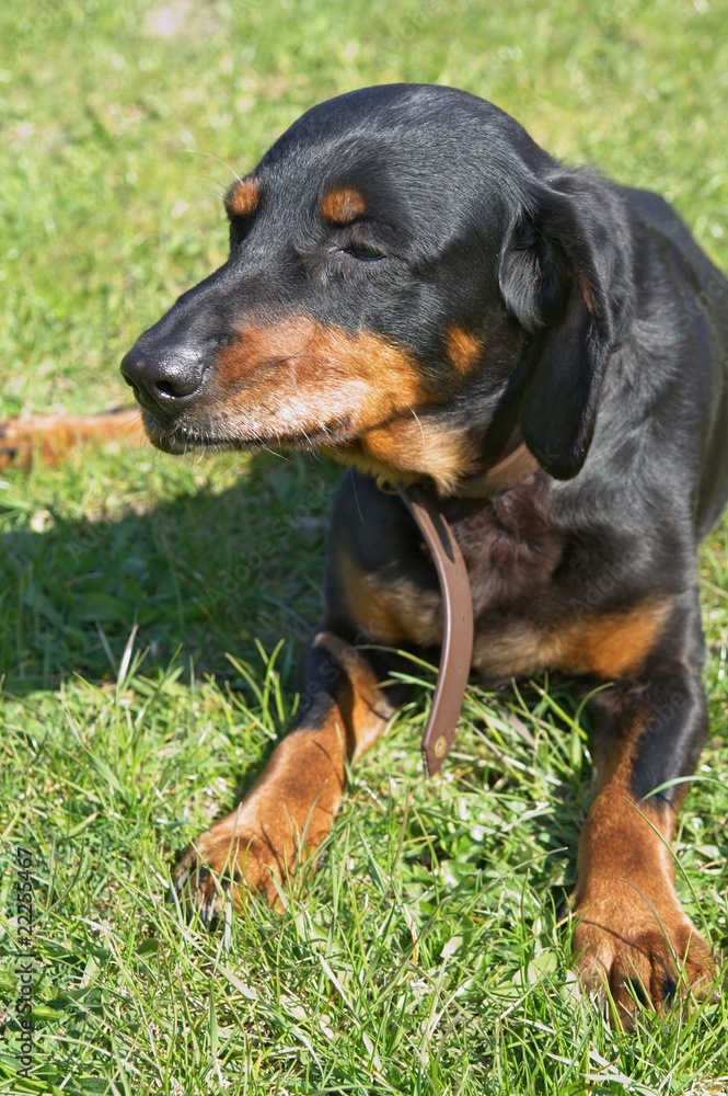 Hund liegend Hund liegend