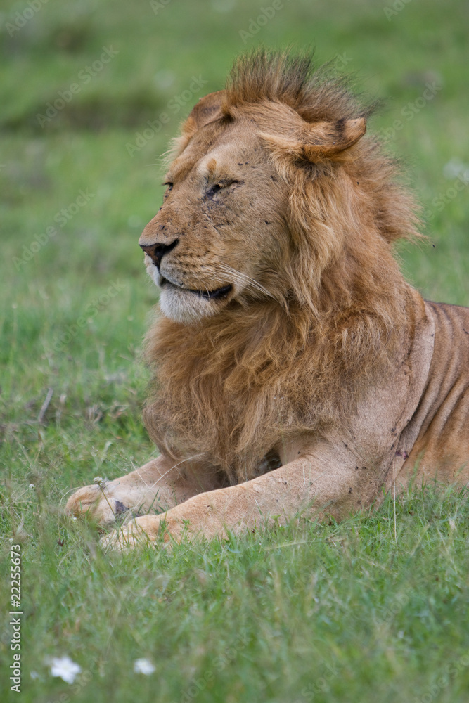 Lion Lion