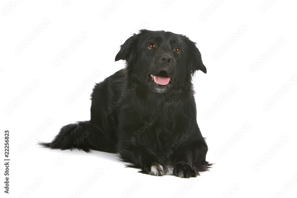 front view of a border collie dog isolated on a white background front view of a border collie dog isolated on a white background