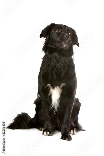 Fototapeta Naklejka Na Ścianę i Meble -  Border collie dog isolated on a white background