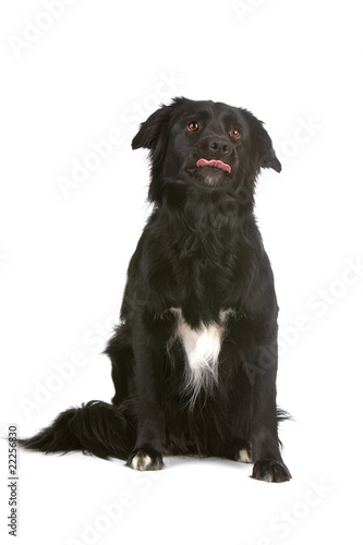 border collie dog sticking out tongue