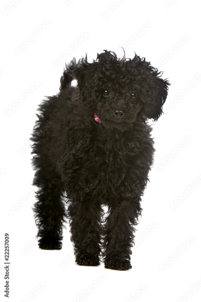 toy poodle puppy isolated on a white background