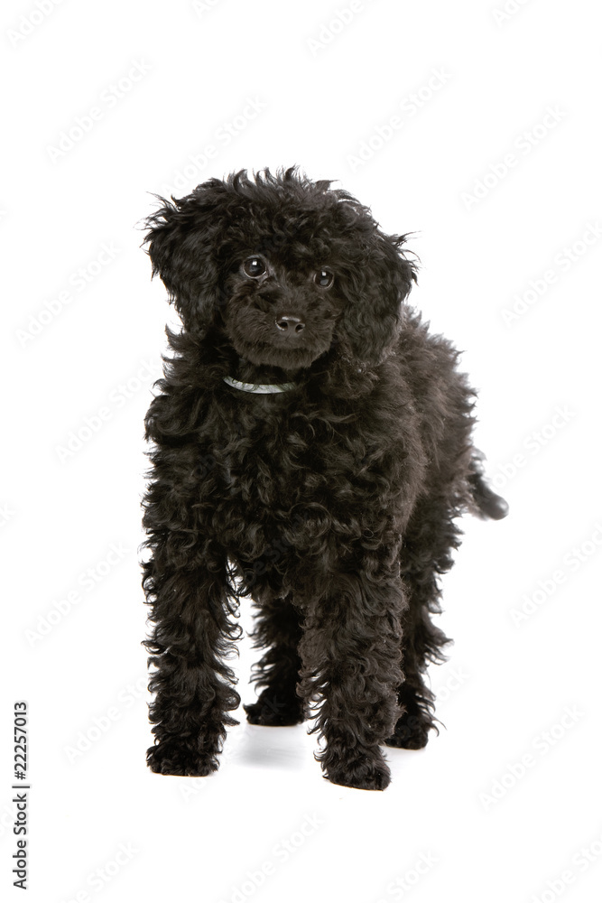 toy poodle puppy isolated on a white background toy poodle puppy isolated on a white background