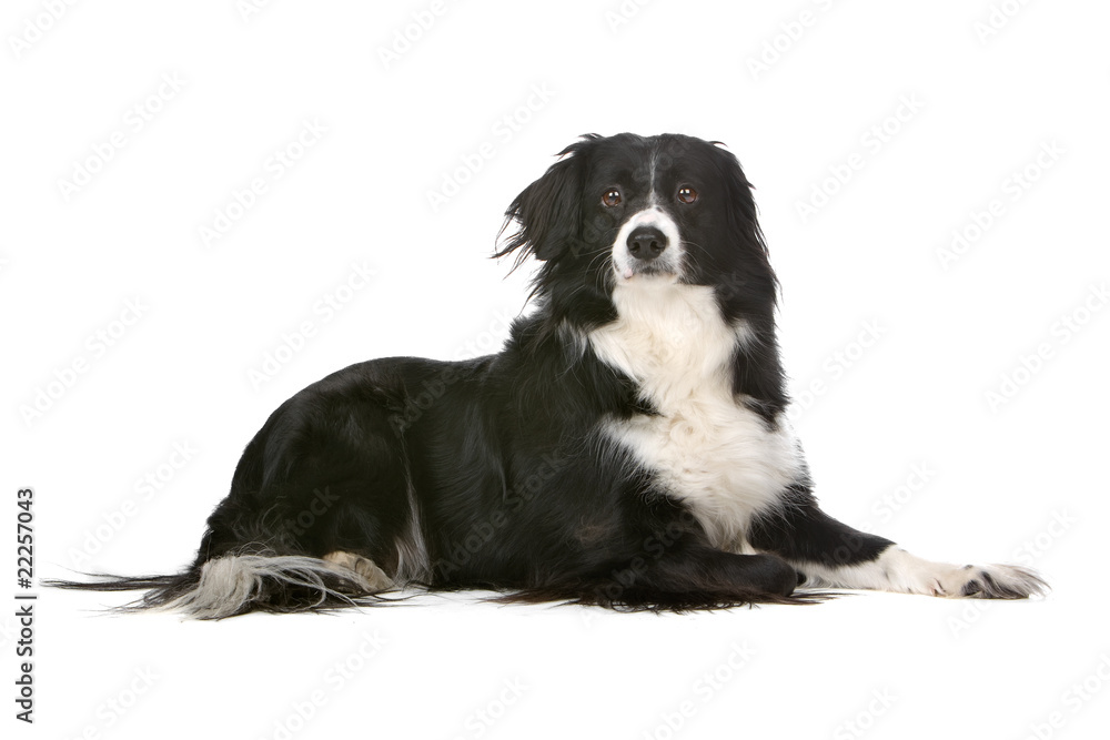 Border collie dog isolated looking at camera Border collie dog isolated looking at camera