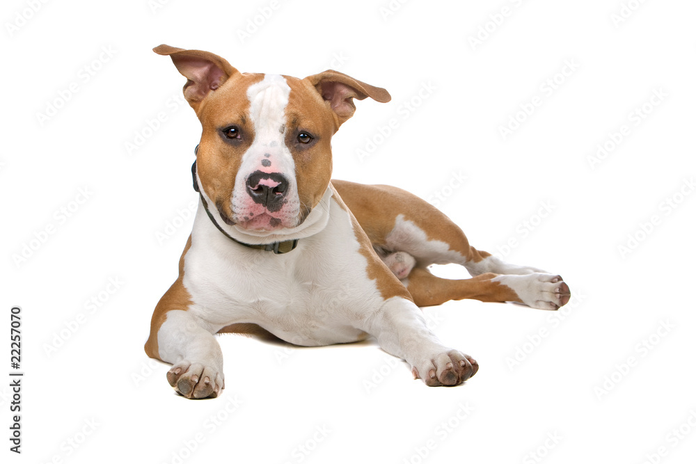 american stafford dog isolated on a white background