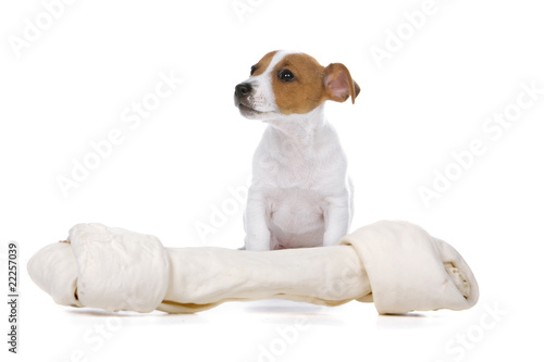 cute jack russel terrier dog and a big bone toy