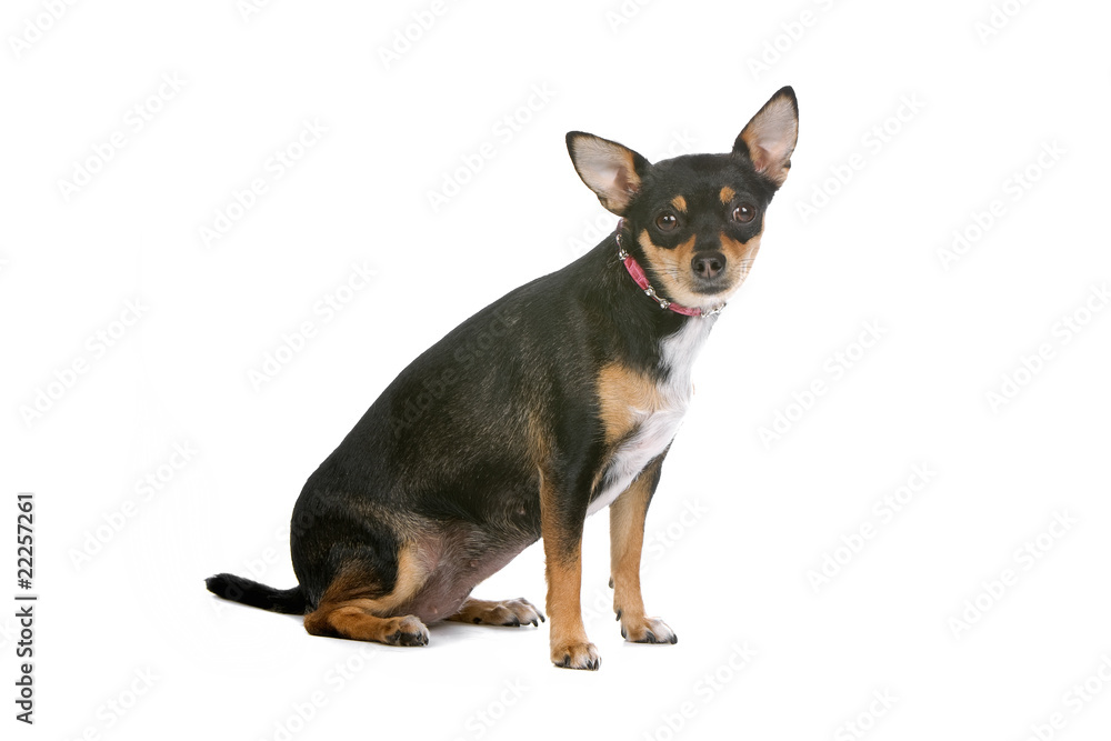 sideview of a chihuahua dog that looks at camera