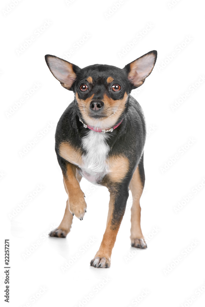 front view of a chihuahua dog