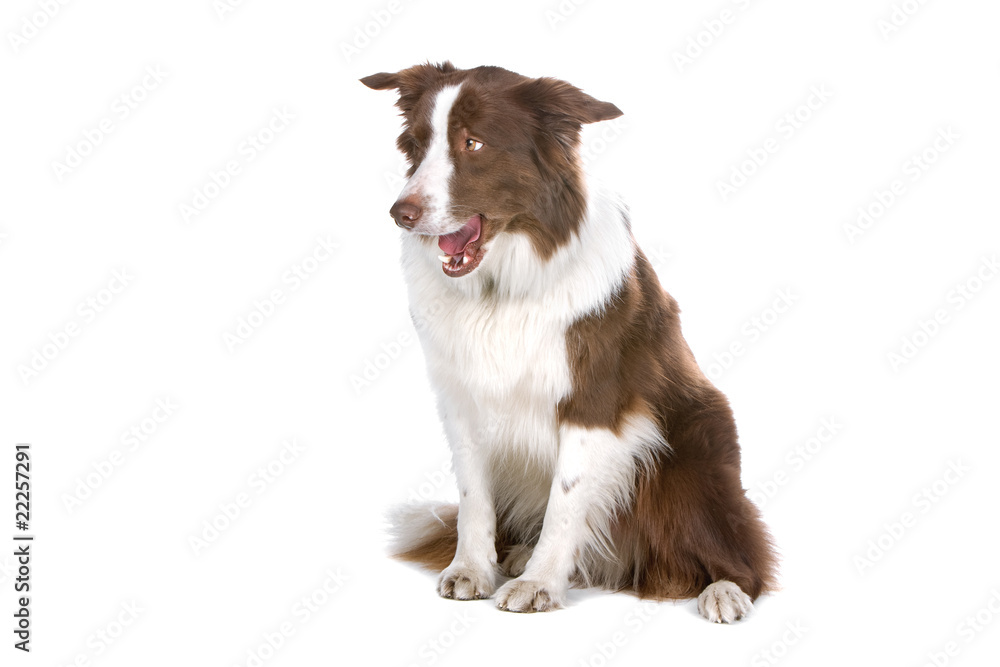brown/white border collie isolated on a white background