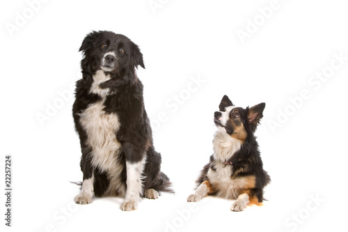 two border collie dogs isolated on white