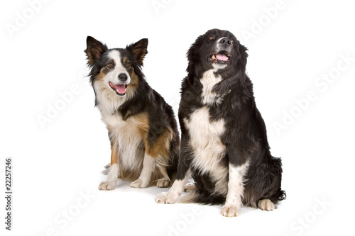 two border collie dogs isolated on white © Erik Lam
