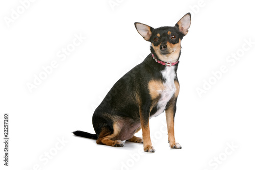 side view of a chihuahua dog that looks at camera