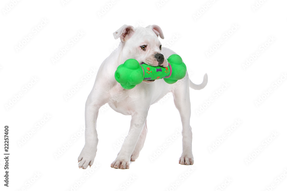 american bulldog puppy playing with a green toy