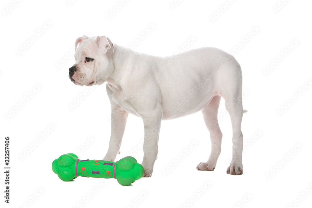 American bulldog puppyand a green toy