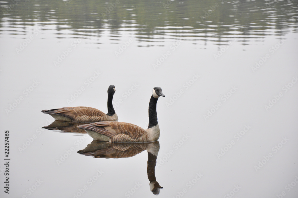 Geese on Lake