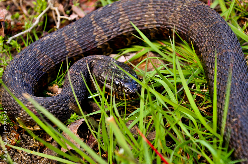 Northern Water Snake Northern Water Snake