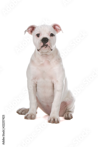 front view of an American bulldog puppy