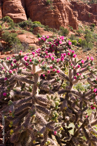 Cactus plants blooming flowers