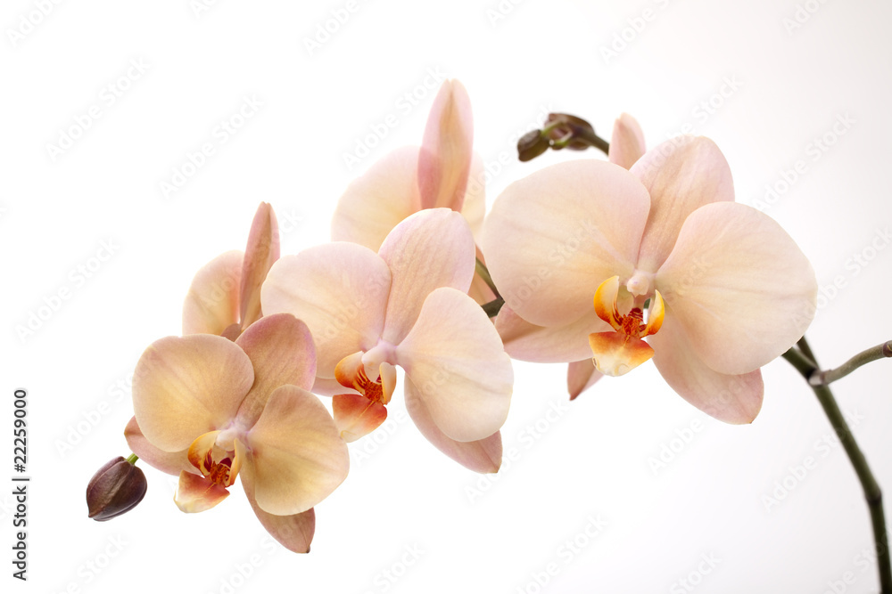 Fototapeta premium Pojedyncze kwiaty orchidei na białym tle