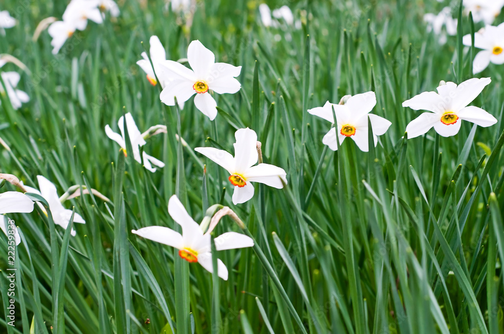 Splendid spring flowers of narcissuses. Splendid spring flowers of narcissuses.
