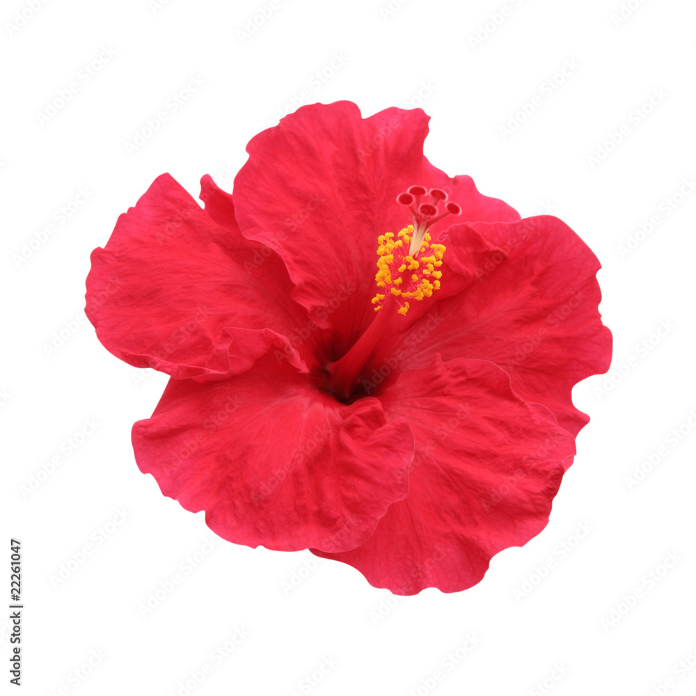 Hibiscus flower isolated on white