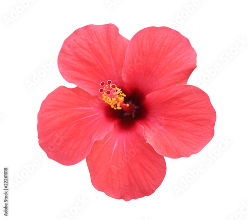 Hibiscus flower - isolated, path included