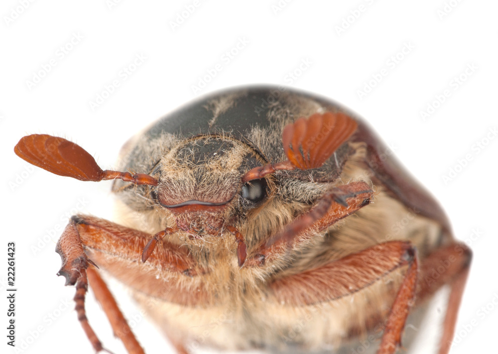 Chafer Chafer