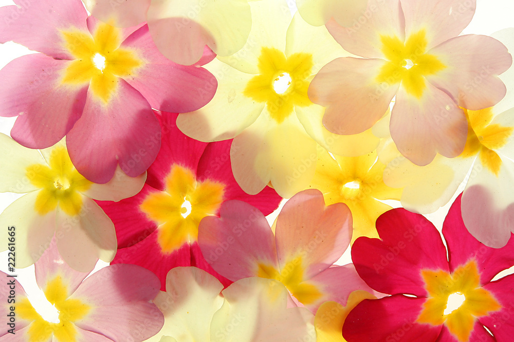Fototapeta premium Primula petals