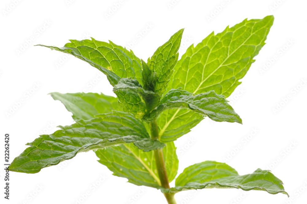 Menthe Menthe