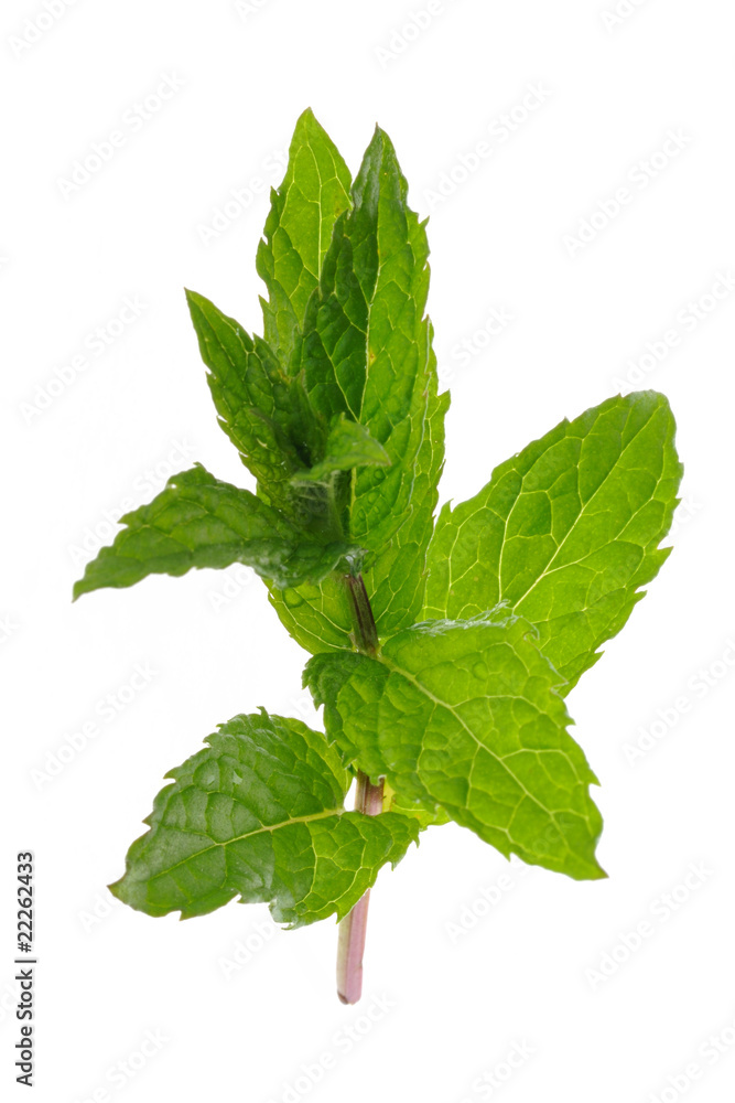 Menthe Menthe