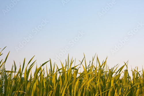 Green grass on blue background