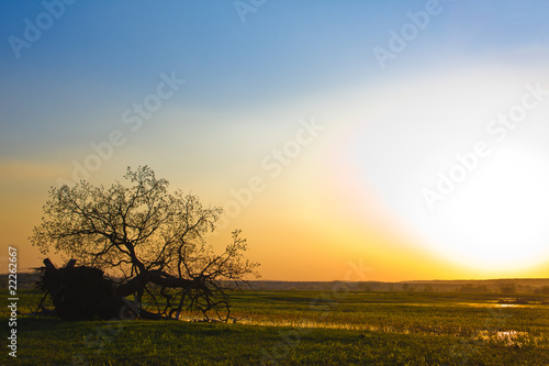 Sunset trees silhuette