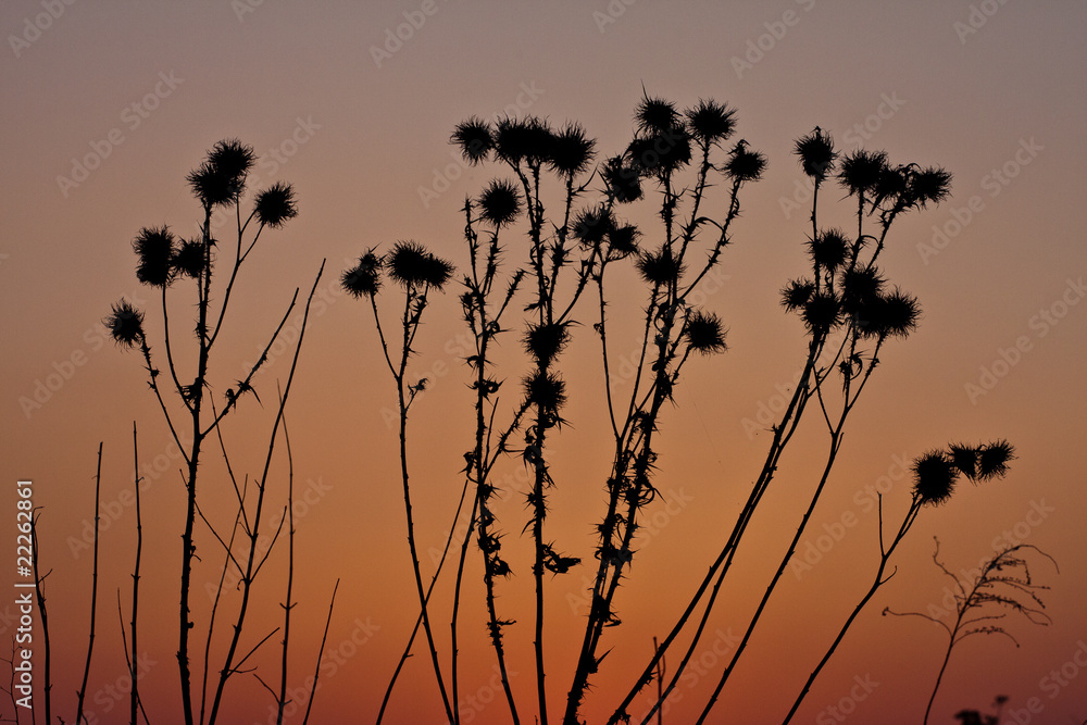 Obraz premium Silhuette grass at sunset