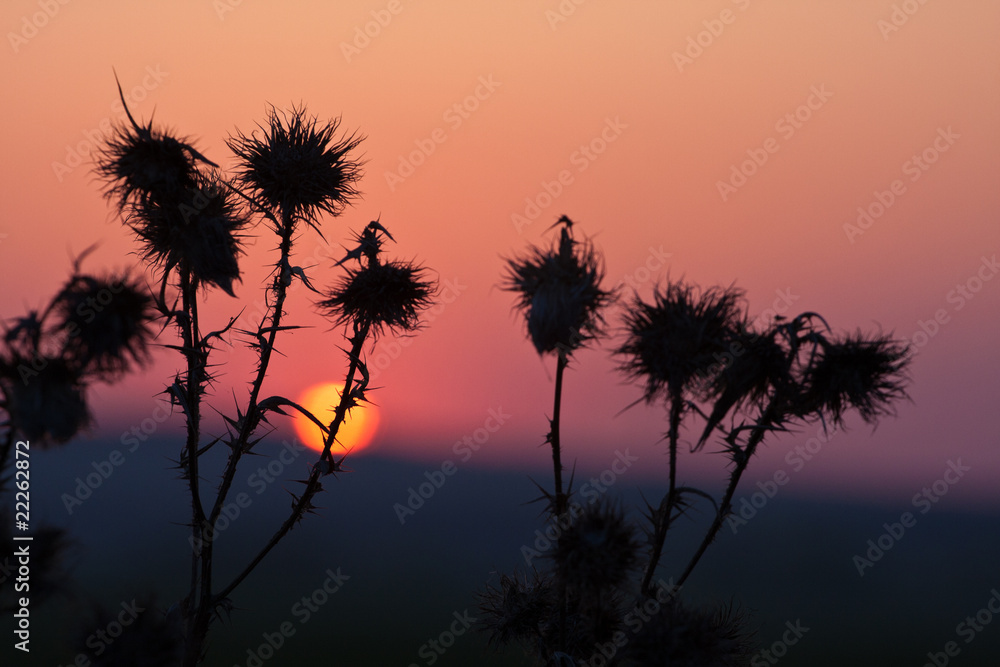 Fototapeta premium Silhuette grass at sunset