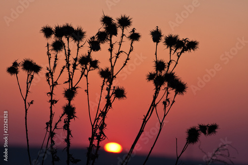 Silhuette grass at sunset