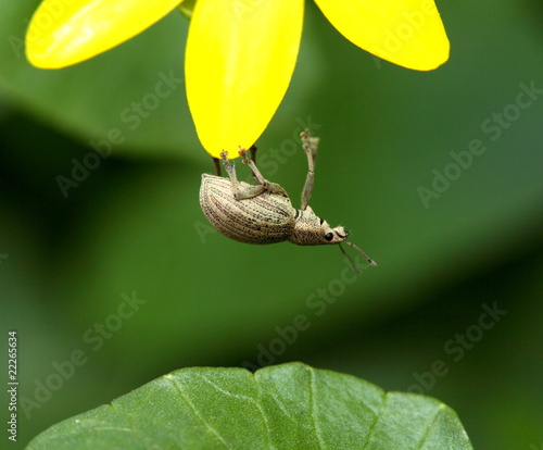 Tableau sur toile Insect - weevil hanging on yellow flower