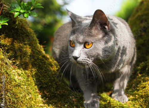 chat chartreux pure race
