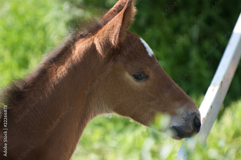 Fototapeta premium Puledro 7
