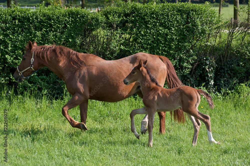 Fototapeta premium Puledro 32