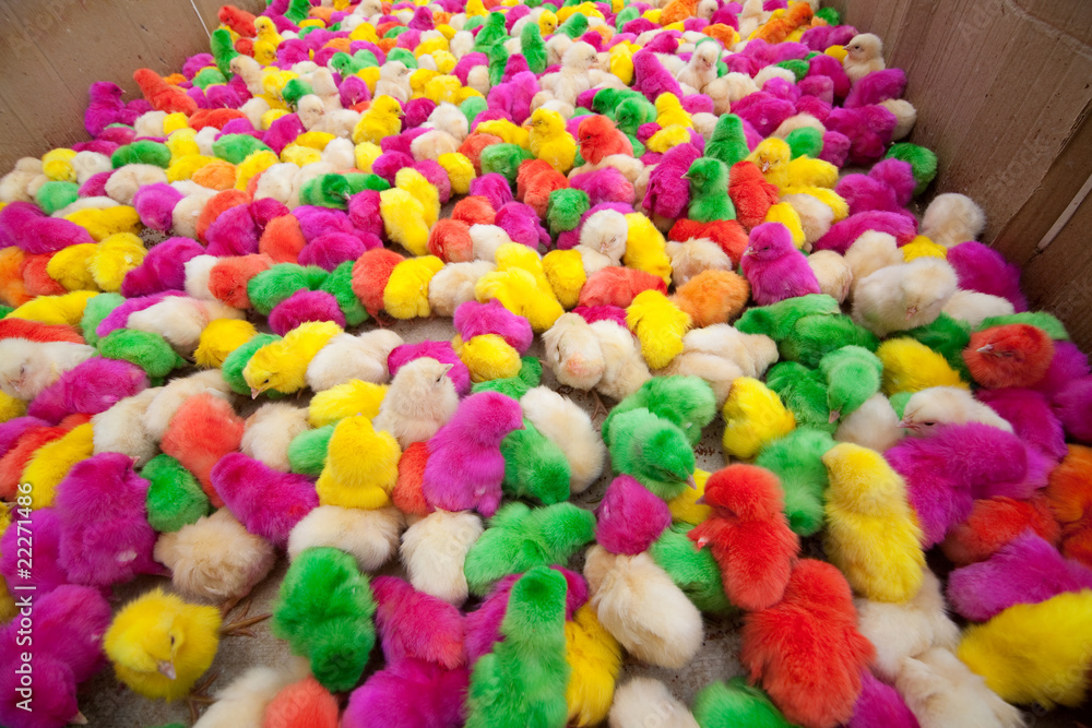 Hundreds of newborn chickens of different colors