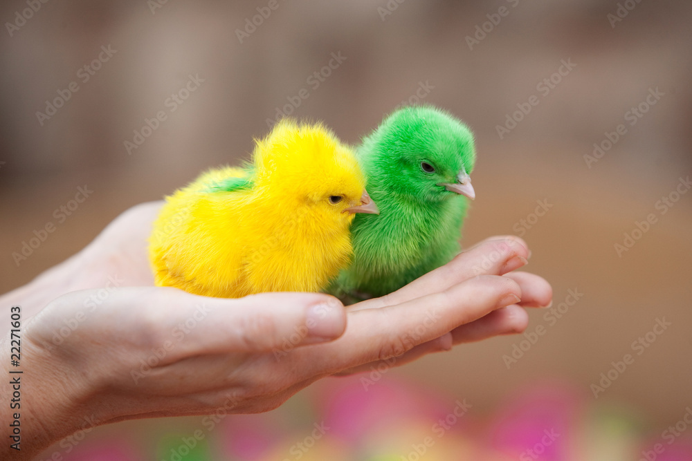 Two tiny  newborn chickens of different colors