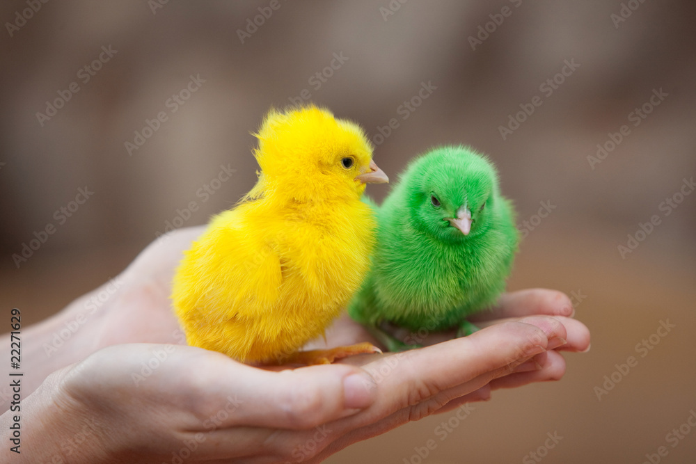 Two tiny  newborn chickens of different colors