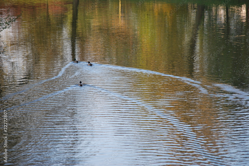 Fototapeta premium Enten