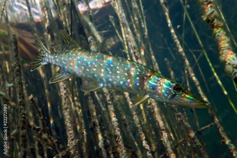 Pike in the lake