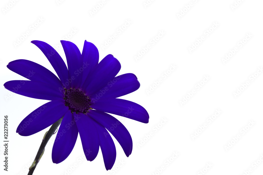 Obraz premium deep blue senetti flower