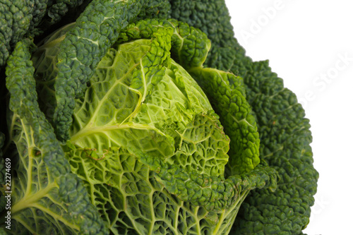 Savoy Cabbage closeup